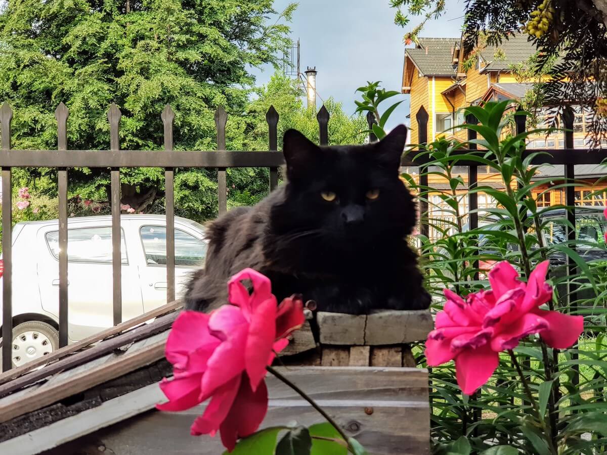 Um gato negro próximo a umas flores rosas