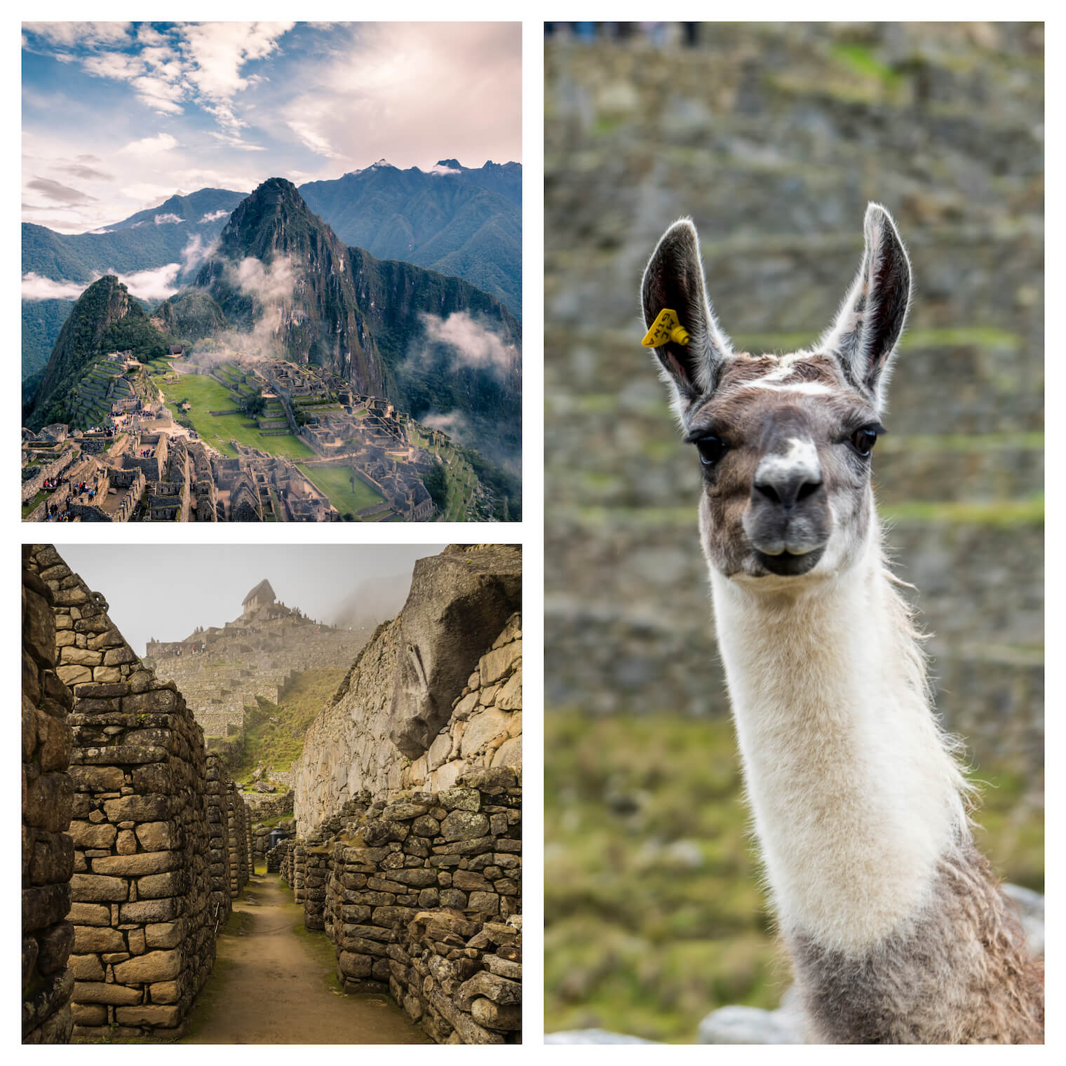 3 fotos: na esquerda superior, a famosa vista da rocha de Machu Picchu com as ruinas logo abaixo. Esquerda inferior: vista das ruinas. Em destaque na direita: uma lhama olhando para a câmera.
