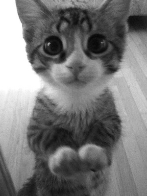 Um gatinho com olhinhos de pedindo alguma coisa